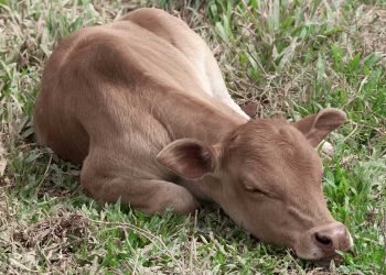 Agar Susu Sapi Lancar Setelah Melahirkan, Ini Langkah yang Harus Dilakukan Peternak