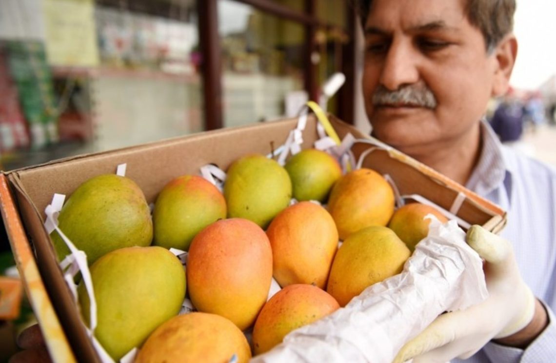 Panen Mangga Alphonso India Hancur Berantakan, Ini Penyebabnya
