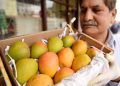 Panen Mangga Alphonso India Hancur Berantakan, Ini Penyebabnya
