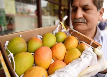 Panen Mangga Alphonso India Hancur Berantakan, Ini Penyebabnya