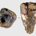 Operasi Gigi Tertua di Dunia Ditemukan, Neanderthal Lakukan 59.000 Tahun Lalu di Siberia