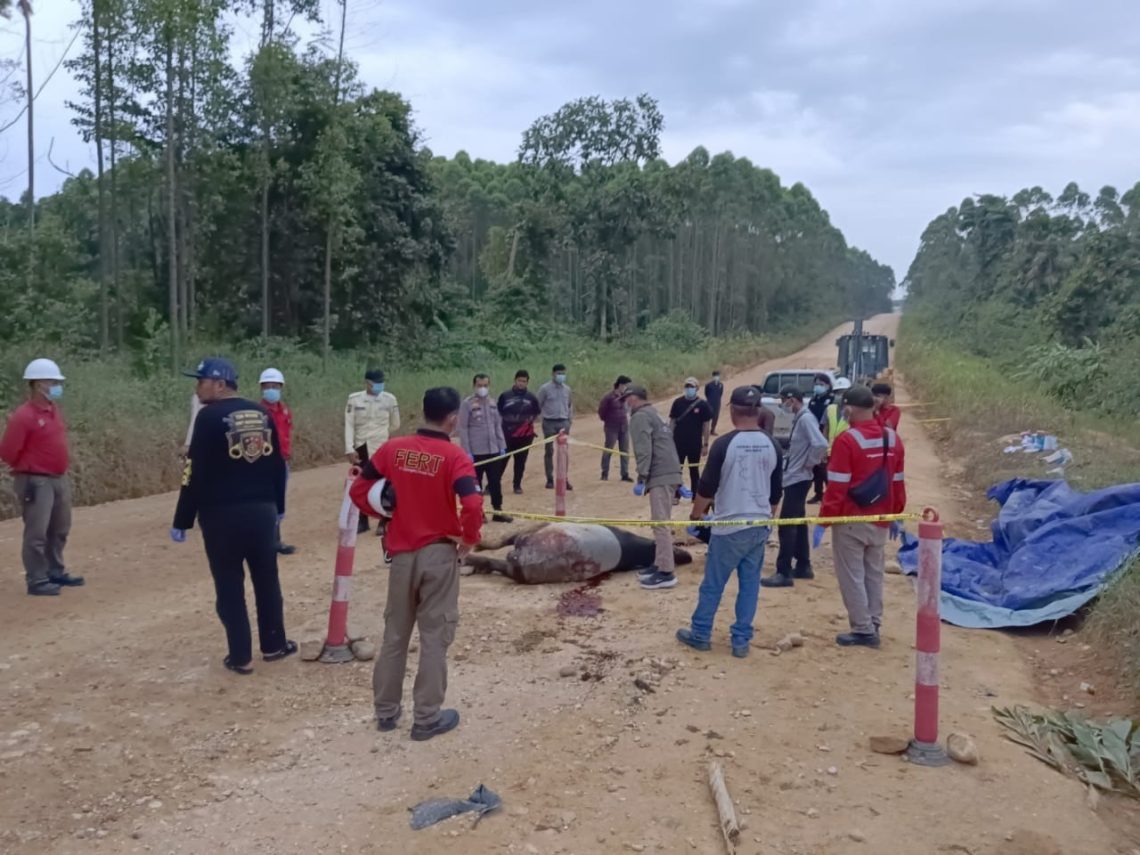 Seekor Tapir Jantan Mati Tak Jauh dari Kawasan TNTN