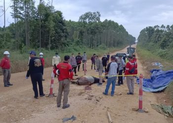 Seekor Tapir Jantan Mati Tak Jauh dari Kawasan TNTN