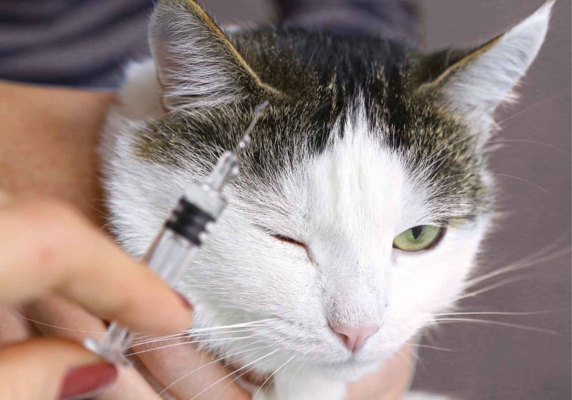 Ada Vaksinasi Rabies Gratis 1 Juli 2026, Cek Selengkapnya di Sini