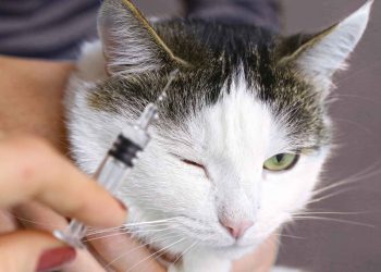 Ada Vaksinasi Rabies Gratis 1 Juli 2026, Cek Selengkapnya di Sini