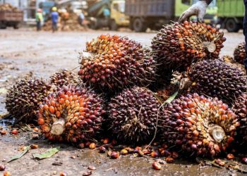 Rata-rata Harga Jual CPO Perusahaan Sawit di Riau Turun
