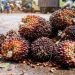 Rata-rata Harga Jual CPO Perusahaan Sawit di Riau Turun