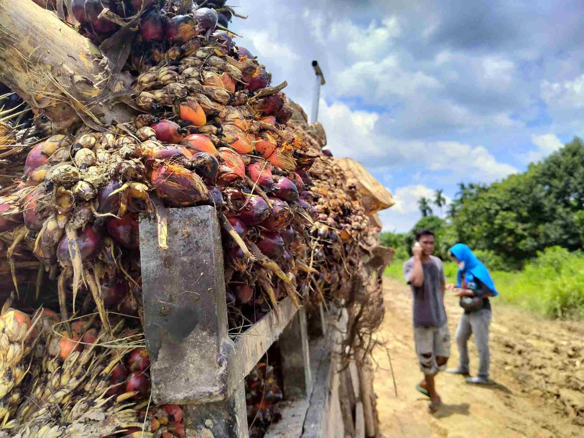 Polda Riau Periksa 43 PKS Terkait Harga TBS