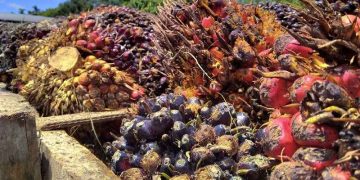 Harga TBS Swadaya di Riau Naik, Harga Tertingginya Segini. Harga CPO
