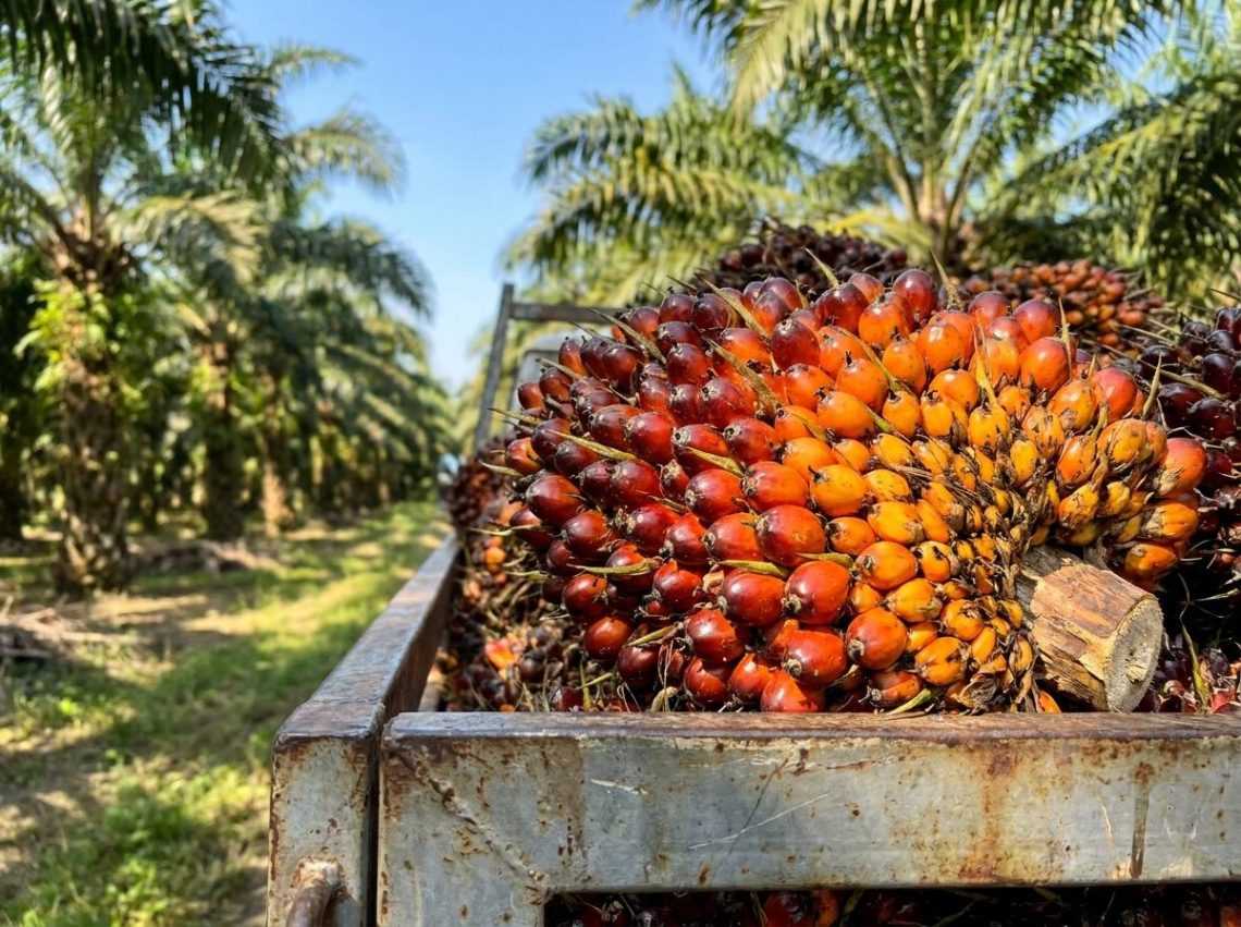 PP No 24 Tahun 2026 Harusnya Transparan dengan Harga TBS Kelapa Sawit