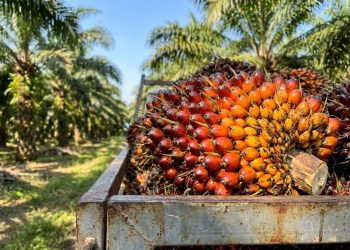 PP No 24 Tahun 2026 Harusnya Transparan dengan Harga TBS Kelapa Sawit