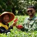 Tim Community Development (CD) RAPP melakukan pendampingan dan monitoring budidaya cabai Kelompok Tani Asa Baru di Kampung Rawa Mekar Jaya, Kabupaten Siak.