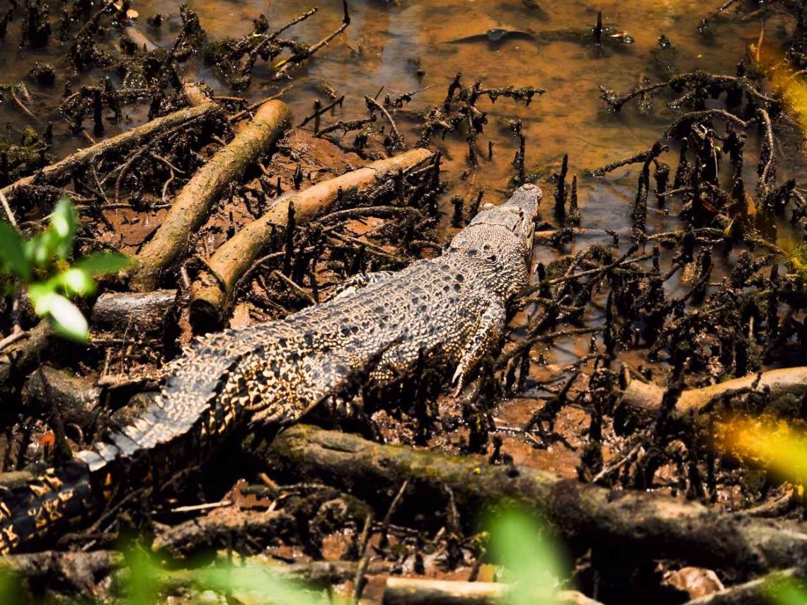 Suami Terjun ke Sungai dan Bertarung dengan Buaya saat Sang Istri Hampir Mati Diterkam