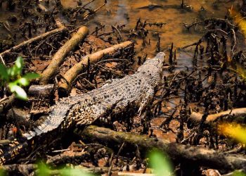 Suami Terjun ke Sungai dan Bertarung dengan Buaya saat Sang Istri Hampir Mati Diterkam