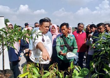 Limbah Batu Bara Disulap Jadi Pupuk dan Paving Block