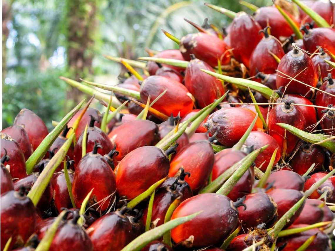 Harga CPO Menguat di Bursa Derivatif Malaysia Ikuti Reli Kedelai