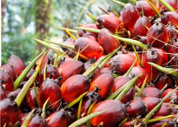 Harga CPO Menguat di Bursa Derivatif Malaysia Ikuti Reli Kedelai
