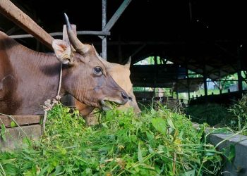 UMKM Peternakan Pasok Kebutuhan MBG, Pemprov Riau Siapkan Standar Mutu