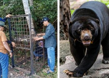 Kandang Jebak untuk Beruang Madu Dipasang, Ini Kata BKSDA soal Kemunculannya di Pemukiman Warga Kerumutan
