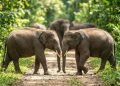 Pakar IPB Soroti Kasus Kematian Gajah Sumatra, Sebut Hukum Masih Sebatas Simbolik
