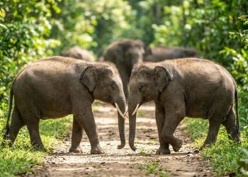 Pakar IPB Soroti Kasus Kematian Gajah Sumatra, Sebut Hukum Masih Sebatas Simbolik