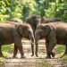 Pakar IPB Soroti Kasus Kematian Gajah Sumatra, Sebut Hukum Masih Sebatas Simbolik