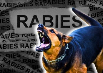 Yuk, Kenali 2 Karakter Hewan Rabies, Selain Agresif Ini yang Perlu Diwaspadai Pecinta Hewan Peliharaan