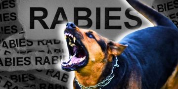 Yuk, Kenali 2 Karakter Hewan Rabies, Selain Agresif Ini yang Perlu Diwaspadai Pecinta Hewan Peliharaan
