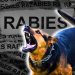 Yuk, Kenali 2 Karakter Hewan Rabies, Selain Agresif Ini yang Perlu Diwaspadai Pecinta Hewan Peliharaan