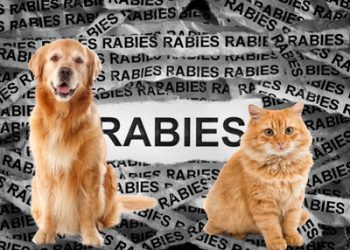 Memahami Gejala Penyakit Rabies pada Hewan Peliharaan yang Tak Selalu Tampak