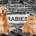 Memahami Gejala Penyakit Rabies pada Hewan Peliharaan yang Tak Selalu Tampak