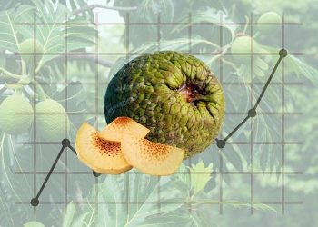 Kadang Dibiarkan Busuk di Halaman Rumah, Padahal Potensi Ekonomi Buah Sukun Sangat Menjanjikan