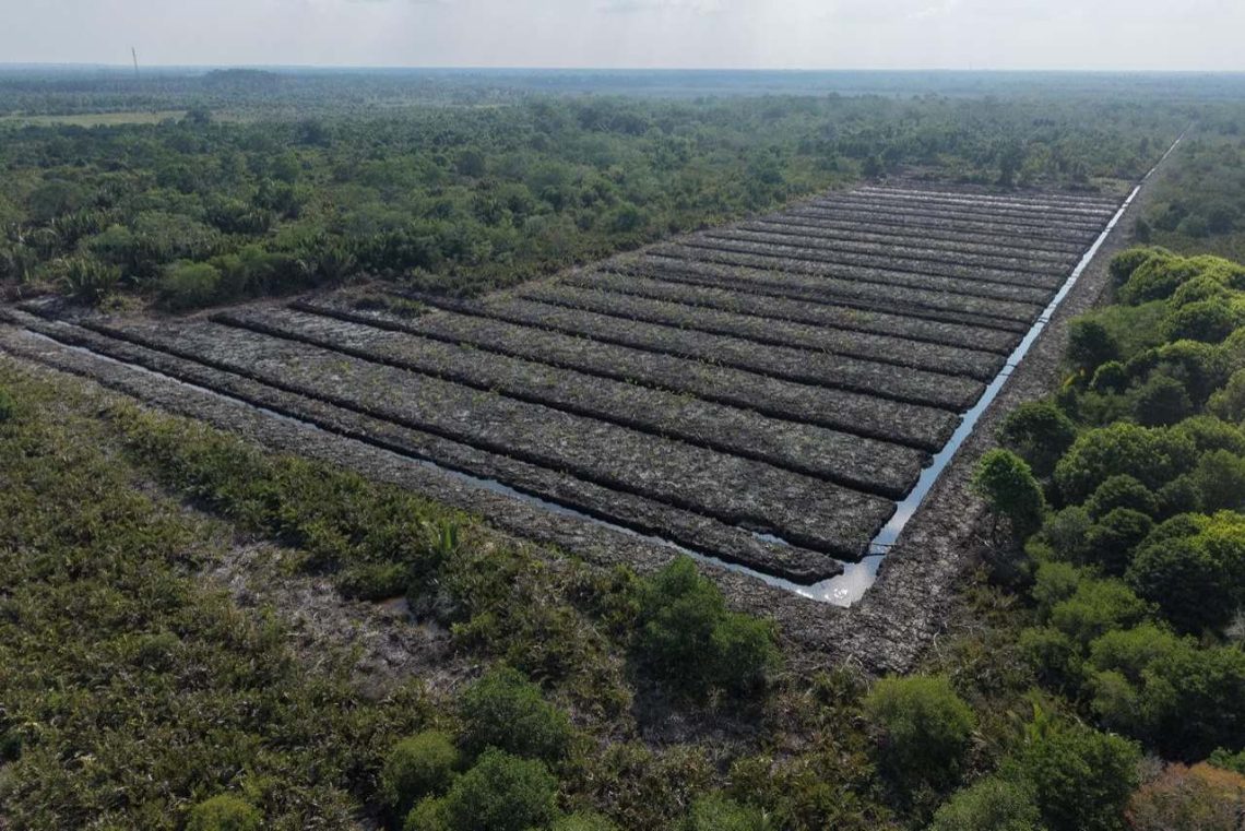 Polda Riau Selidiki Dugaan Alih Fungsi Lahan Hutan Mangrove di Rohil