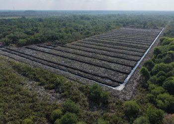 Polda Riau Selidiki Dugaan Alih Fungsi Lahan Hutan Mangrove di Rohil