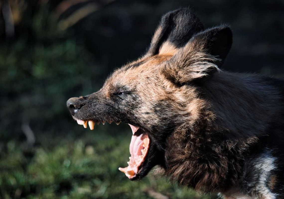 drh Tangguh Pitona: Rabies Termasuk Penyakit Mematikan