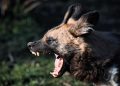 drh Tangguh Pitona: Rabies Termasuk Penyakit Mematikan