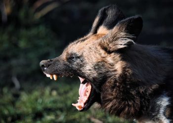 drh Tangguh Pitona: Rabies Termasuk Penyakit Mematikan