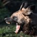 drh Tangguh Pitona: Rabies Termasuk Penyakit Mematikan