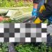 Polisi Dalami Motif Kematian Petani yang Ditemukan Membusuk di Kebun Sawit Pelalawan