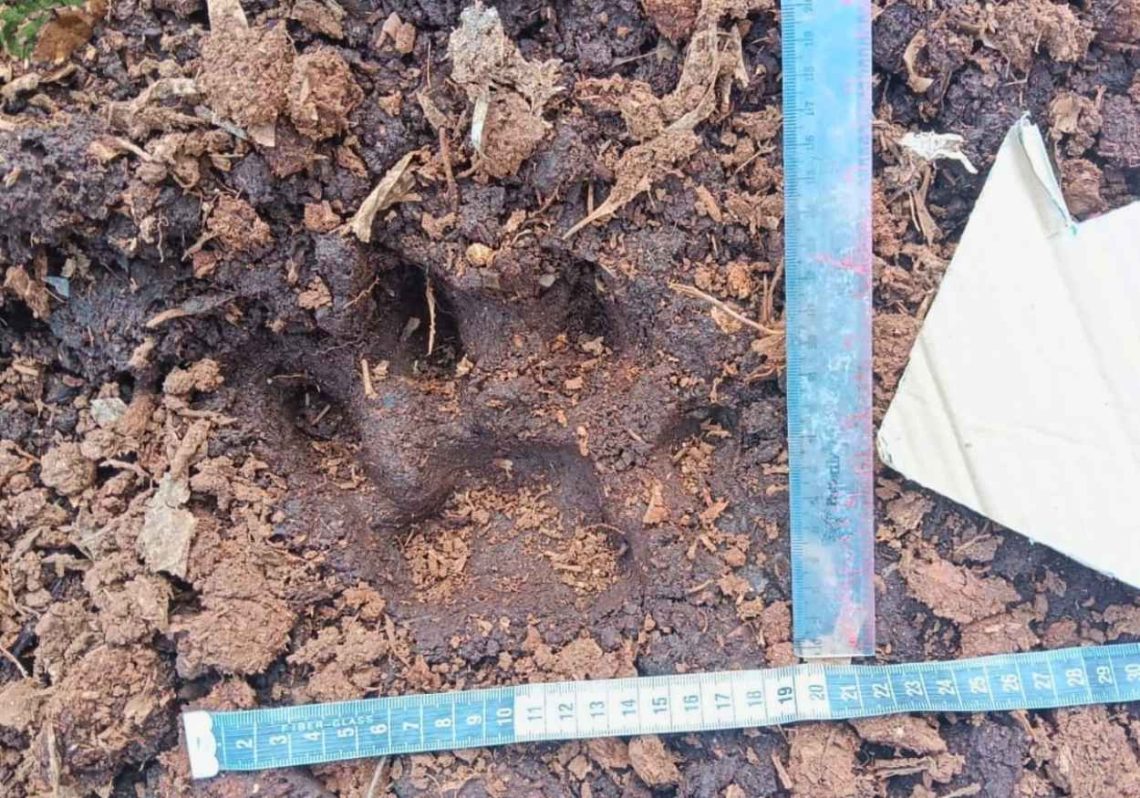 Kronologi Bocah 12 Diterkam Harimau di Camp HTI Pelalawan