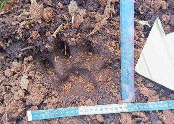 Kronologi Bocah 12 Diterkam Harimau di Camp HTI Pelalawan