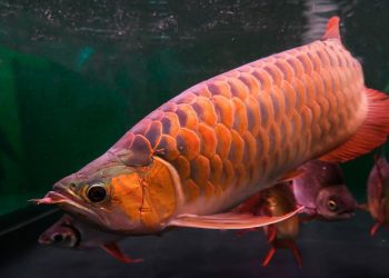 271 Ekor Ikan Arwana Disita KKP dari Usaha Budidaya di Pekanbaru