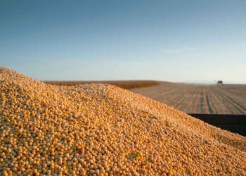Pacu Target Impor 17 Miliar Dolar, China Beli Kedelai AS 200.000 Ton