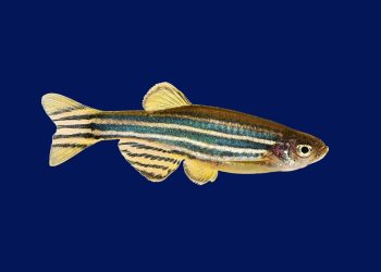 Ikan Zebra Jadi Model Riset Tuberkulosis dan Kanker