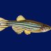 Ikan Zebra Jadi Model Riset Tuberkulosis dan Kanker