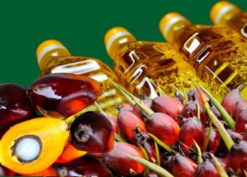Prediksi Harga CPO Minggu Ini Bergerak Bearish Imbas Pelemahan Minyak Kedelai