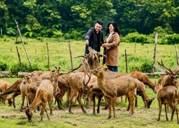 Harga Tiket Masuk Wisata Bandung Kampung Cai Ranca Upas, Bisa Camping dan Foto Bareng Kawanan Rusa