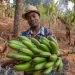 Negara Pisang Uganda Ubah Limbah 220 Ton Jadi Karpet Ekspor