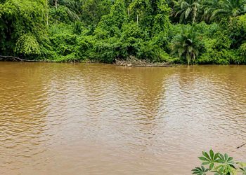 Walhi Riau dan Sumbar Desak Negara Bertindak Atasi Pencemaran Sungai Kampar