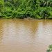 Walhi Riau dan Sumbar Desak Negara Bertindak Atasi Pencemaran Sungai Kampar